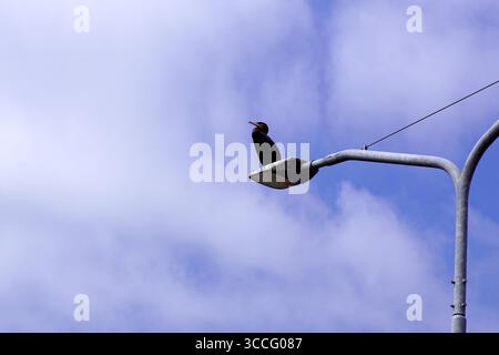 Grand cormoran, Phalacrocorax carbo sur un lampadaire. Ciel bleu et nuages. Famille des Phalacrocoracidae. Été, août, pays-Bas. Banque D'Images