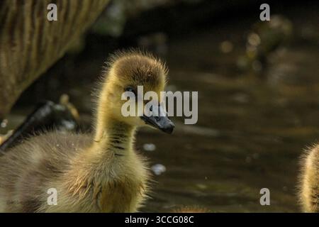 Portrait à hauteur des yeux d'oisons pelucheuses reposant dans l'herbe de printemps, capturé dans un habitat naturel, parfait pour la photographie de la faune et des oiseaux. Banque D'Images