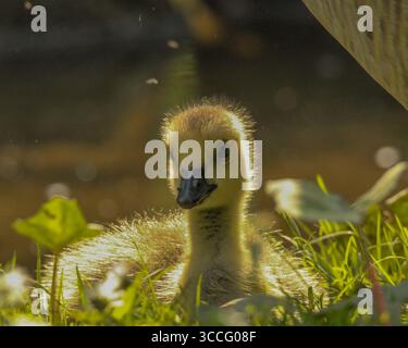 Portrait à hauteur des yeux d'oisons pelucheuses reposant dans l'herbe de printemps, capturé dans un habitat naturel, parfait pour la photographie de la faune et des oiseaux. Banque D'Images