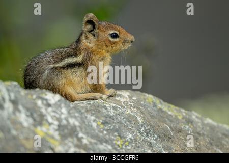 Un écureuil terrestre à manteau doré (Callospermophilus saturatus) assis sur un rocher le long du sentier Naches Peak Loop Trail près du mont Rainier, Washingt Banque D'Images