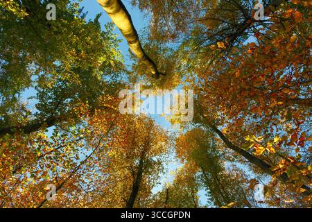 Canopée colorée ensoleillée de hêtres en automne, avec une belle lumière du soleil illuminant les feuilles de la forêt contre le ciel bleu Banque D'Images
