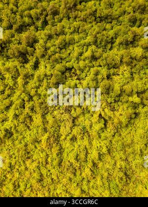 Fond abstrait de mousse vert vif texturée, vue de dessus. Motif organique naturel pour l'éco-conception moderne, la décoration et les arrangements floraux. Banque D'Images