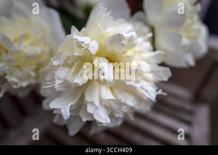 Pivoine blanche (Paeonia) sur un banc de jardin Banque D'Images