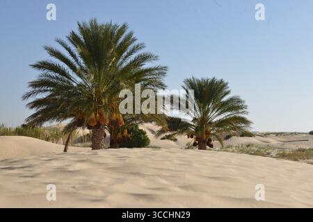 Deux palmiers dattiers luxuriants chargés de grappes de dattes mûres, debout haut au milieu de dunes de sable dorées du désert sous un ciel bleu clair. La scène sho Banque D'Images