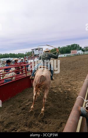 Cow-boy à cheval tente habilement de lasso un veau dans un événement de rodéo palpitant capturé lors de l'Enoch Indian Rodeo Alberta Canada Banque D'Images