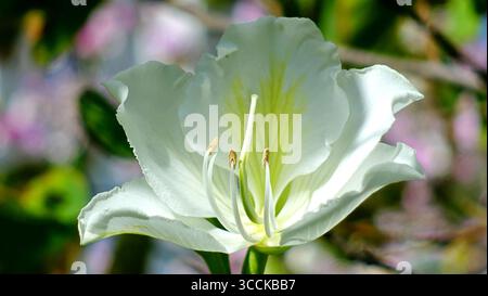 Gros plan d'élégante fleur blanche comme neige d'un arbre d'orchidée Bauhinia sur fond abstrait rose-vert Banque D'Images