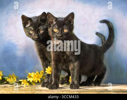Paire de chatons noirs American Shorthair Cat jouent. Photo numérique stylisée Banque D'Images