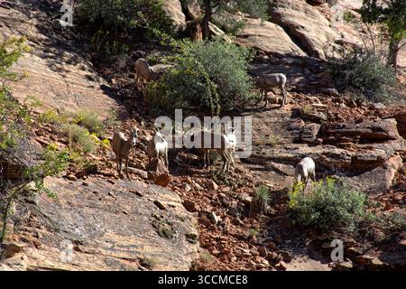 Wild Bighorn Sheep sur Rocky Cliff — parc national de Zion Banque D'Images