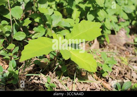 Semis de chêne de Bur sous un soleil éclatant à Camp Ground Road Woods à des Plaines, Illinois Banque D'Images