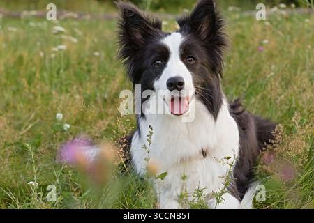 Border Collie chien assis dans la prairie avec de l'herbe verte et des fleurs sauvages, regardant la caméra avec la langue dehors. Parfait pour les portraits d'animaux de compagnie, la race canine showc Banque D'Images