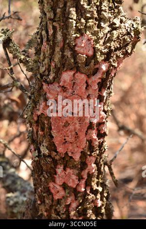Lichen de Noël (Crytothecia rubrocinta) sur chêne. Lichen épiphyte en forme de couronne rouge. Le lichen est une combinaison symbiotique de champignon et d'algue Banque D'Images