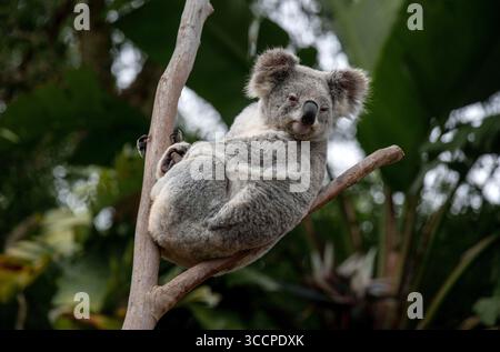 26 août 2022, Sydney, Nouvelle-Galles du Sud, Australie : Koala (Phascolarctos cinereus) perché sur un arbre à Sydney, Nouvelle-Galles du Sud, Australie. Le koala, aussi appelé ours koala, est un marsupial herbivore arboricole originaire d'Australie. Pratiquement sans queue, le corps est robuste et gris, avec une poitrine jaune pâle ou crème et des taches sur la croupe. Le visage large a un nez large, arrondi et cuirassé, de petits yeux jaunes et de grandes oreilles moelleuses. Le koala se nourrit très sélectivement des feuilles de certains eucalyptus. (Crédit image : © Tara Malhotra/ZUMA Press Wire) Banque D'Images