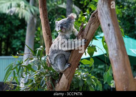 7 février 2021, Sydney, Nouvelle-Galles du Sud, Australie : Koala (Phascolarctos cinereus) perché sur un arbre sec à Sydney, Nouvelle-Galles du Sud, Australie. Le koala, aussi appelé ours koala, est un marsupial herbivore arboricole originaire d'Australie. Pratiquement sans queue, le corps est robuste et gris, avec une poitrine jaune pâle ou crème et des taches sur la croupe. Le visage large a un nez large, arrondi et cuirassé, de petits yeux jaunes et de grandes oreilles moelleuses. Le koala se nourrit très sélectivement des feuilles de certains eucalyptus. (Crédit image : © Tara Malhotra/ZUMA Press Wire) Banque D'Images