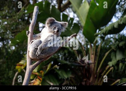 26 août 2022, Sydney, Nouvelle-Galles du Sud, Australie : Koala (Phascolarctos cinereus) perché sur un arbre à Sydney, Nouvelle-Galles du Sud, Australie. Le koala, aussi appelé ours koala, est un marsupial herbivore arboricole originaire d'Australie. Pratiquement sans queue, le corps est robuste et gris, avec une poitrine jaune pâle ou crème et des taches sur la croupe. Le visage large a un nez large, arrondi et cuirassé, de petits yeux jaunes et de grandes oreilles moelleuses. Le koala se nourrit très sélectivement des feuilles de certains eucalyptus. (Crédit image : © Tara Malhotra/ZUMA Press Wire) Banque D'Images