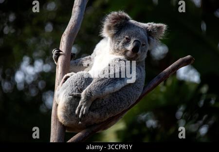 26 août 2022, Sydney, Nouvelle-Galles du Sud, Australie : Koala (Phascolarctos cinereus) perché sur un arbre à Sydney, Nouvelle-Galles du Sud, Australie. Le koala, aussi appelé ours koala, est un marsupial herbivore arboricole originaire d'Australie. Pratiquement sans queue, le corps est robuste et gris, avec une poitrine jaune pâle ou crème et des taches sur la croupe. Le visage large a un nez large, arrondi et cuirassé, de petits yeux jaunes et de grandes oreilles moelleuses. Le koala se nourrit très sélectivement des feuilles de certains eucalyptus. (Crédit image : © Tara Malhotra/ZUMA Press Wire) Banque D'Images