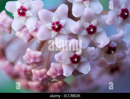 Image macro de fleurs de Hoya carnosa en forme d'étoile rose (plante de cire, fleur de porcelaine) montrant des pétales flous et une texture cireuse, plante d'intérieur tropicale en fleur Banque D'Images