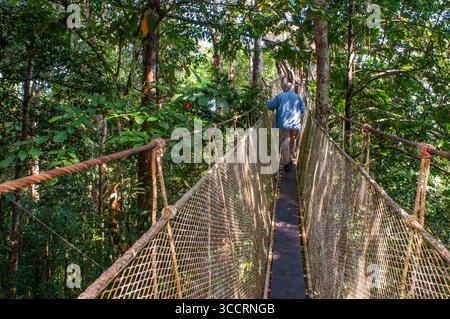 8 mars 2008, Belen, Pérou : ponts suspendus à la canopée surélevée. Une passerelle de canopée de forêt tropicale dans le parc national de la forêt amazonienne tambopata, dans la réserve Inkaterra amazonica. Les visiteurs ont une vue d'oeil d'oiseau depuis la passerelle de la canopée de la jungle amazonienne à la rivière napo camp Explorama tours au Pérou. Iquitos, Loreto, Pérou. L'Amazone Canopy Walkway, l'un des ponts suspendus les plus longs au monde, qui permettra aux principaux animaux de la forêt d'une hauteur de 37 mètres et est suspendu au-dessus des 14 arbres les plus hauts de la région. (Crédit image : © Sergi Reboredo/ZUMA Press Wire) Banque D'Images