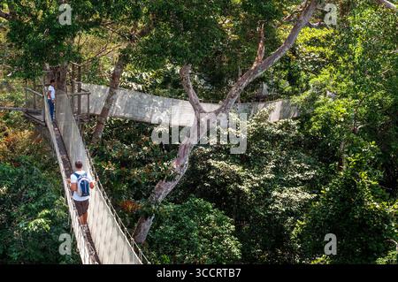 8 mars 2008, Belen, Pérou : ponts suspendus à la canopée surélevée. Une passerelle de canopée de forêt tropicale dans le parc national de la forêt amazonienne tambopata, dans la réserve Inkaterra amazonica. Les visiteurs ont une vue d'oeil d'oiseau depuis la passerelle de la canopée de la jungle amazonienne à la rivière napo camp Explorama tours au Pérou. Iquitos, Loreto, Pérou. L'Amazone Canopy Walkway, l'un des ponts suspendus les plus longs au monde, qui permettra aux principaux animaux de la forêt d'une hauteur de 37 mètres et est suspendu au-dessus des 14 arbres les plus hauts de la région. (Crédit image : © Sergi Reboredo/ZUMA Press Wire) Banque D'Images