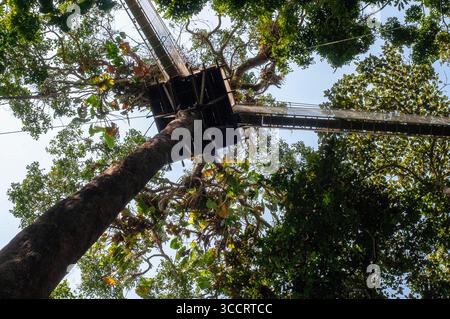 8 mars 2008, Belen, Pérou : ponts suspendus à la canopée surélevée. Une passerelle de canopée de forêt tropicale dans le parc national de la forêt amazonienne tambopata, dans la réserve Inkaterra amazonica. Les visiteurs ont une vue d'oeil d'oiseau depuis la passerelle de la canopée de la jungle amazonienne à la rivière napo camp Explorama tours au Pérou. Iquitos, Loreto, Pérou. L'Amazone Canopy Walkway, l'un des ponts suspendus les plus longs au monde, qui permettra aux principaux animaux de la forêt d'une hauteur de 37 mètres et est suspendu au-dessus des 14 arbres les plus hauts de la région. (Crédit image : © Sergi Reboredo/ZUMA Press Wire) Banque D'Images