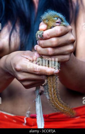 10 mars 2008, Belen, Pérou : les indiens Yagua de marmoset pygmée vivent une vie traditionnelle près de la ville amazonienne d'Iquitos, Pérou... le marmoset pygmée occidental Cebuella pygmaea est une espèce de marmoset, un tout petit singe du Nouveau monde trouvé dans la forêt amazonienne du nord-ouest au Brésil, en Colombie, en Équateur et au Pérou. Il était autrefois considéré comme conspécifique avec le marmoset pygmée oriental similaire, qui a des parties inférieures blanchâtres. Bien que le marmoset pygmée de l'ouest se trouve plus à l'ouest que le marmoset pygmée de l'est, les principaux séparateurs de leurs aires de répartition sont le fleuve Amazone (rivière SolimÃµes) et le MaraÃ± Banque D'Images