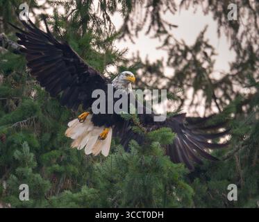 24 août 2023, Elkton, Oregon, États-Unis : le crépuscule tombe alors qu'un aigle à tête blanche s'envole de son perchoir sur un arbre le long de la rivière Umpqua près d'Elkton dans le sud-ouest de l'Oregon. (Crédit image : © Robin Loznak/ZUMA Press Wire) Banque D'Images