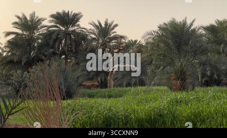 Oasis verte luxuriante avec des palmiers dattiers dans le désert Banque D'Images