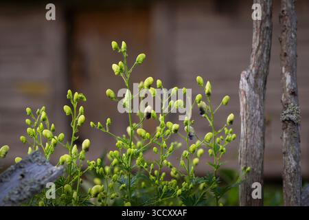 Aconitum cammarum Bicolor également connu sous le nom d'aconite, monkshood, wolfsbane en fleur. Pourpre et blanc Aconitum cammarum Bicolor fleurs dans le jardin. Banque D'Images