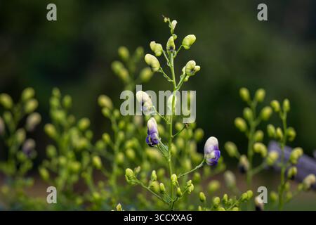 Aconitum cammarum Bicolor également connu sous le nom d'aconite, monkshood, wolfsbane en fleur. Pourpre et blanc Aconitum cammarum Bicolor fleurs dans le jardin. Banque D'Images