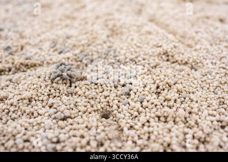 Motif naturel de crabe barboteur de sable fait des boules de sable sphériques recouvrant la plage sur le bord de mer Banque D'Images