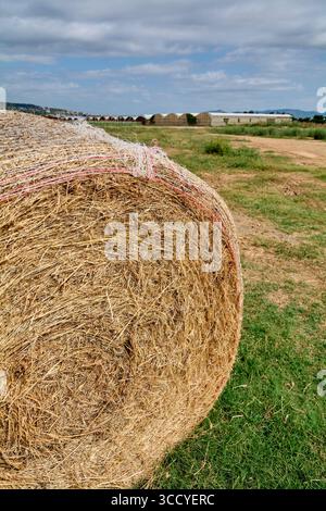 Un champ avec une grosse balle de foin au premier plan et des serres en plastique en arrière-plan, montrant un paysage agricole rural. Banque D'Images