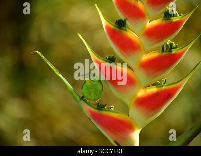 Honeycreeper vert (Chlorophanes spiza) perché dans une belle fleur d'Heliconia. Valle del Cauca, Colombie Banque D'Images