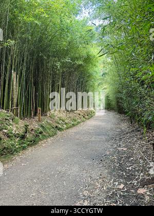 Un sentier de randonnée circulaire paisible à travers une forêt de bambous à Furnas, aux Açores, mettant en valeur une végétation luxuriante et la nature. Banque D'Images