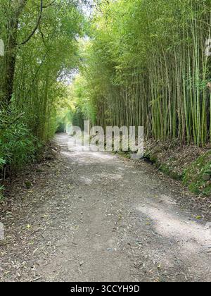 Un sentier de randonnée circulaire paisible à travers une forêt de bambous à Furnas, aux Açores, mettant en valeur une végétation luxuriante et la nature. Banque D'Images
