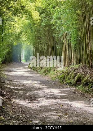 Un sentier de randonnée circulaire paisible à travers une forêt de bambous à Furnas, aux Açores, mettant en valeur une végétation luxuriante et la nature. Banque D'Images