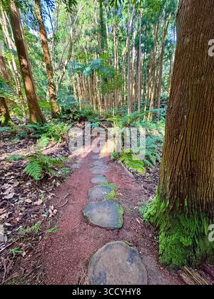 Sentier nature avec escaliers et verdure luxuriante dans le parc Grená, île de São Miguel, Açores, Portugal. Banque D'Images