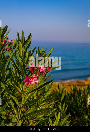 Rose Oleander près de la mer Méditerranée au lever du soleil Banque D'Images