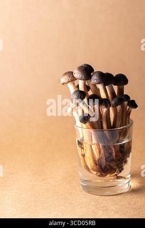 Agarics au miel de champignons gros plan dans un verre d'eau sur un fond brun. Flou et mise au point sélective. natures mortes et espace de copie Banque D'Images