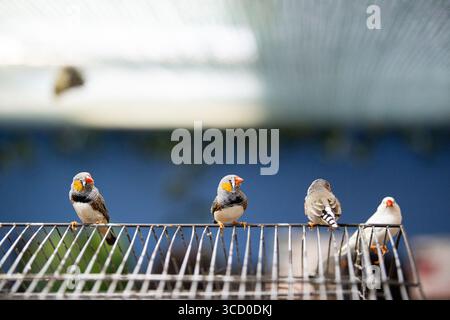 Trois pinsons zèbres perchés ensemble sur un fil à l'intérieur d'une volière avec un fond doux Banque D'Images