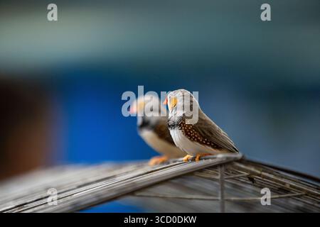 Deux pinsons zèbres perchés étroitement ensemble sur une surface de fil à l'intérieur d'une volière Banque D'Images