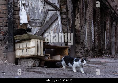 Paire de chats noirs et blancs couchés près d'un mur de pierre à l'extérieur Banque D'Images