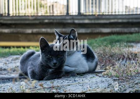 Paire de chats noirs et blancs reposant sur le sol près d'une clôture Banque D'Images