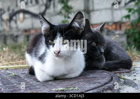 Chat noir et blanc unique couché près d'une planche de bois à l'extérieur Banque D'Images