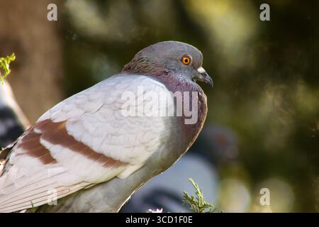 Un pigeon à plumes grises est assis sur une branche d'arbre avec un fond flou Banque D'Images
