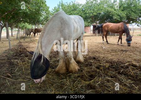 Un majestueux cheval blanc de Shire, portant un masque à mouche, se penche pour manger du foin. En arrière-plan, d’autres chevaux, dont un brun, profitent de la journée ensoleillée i Banque D'Images