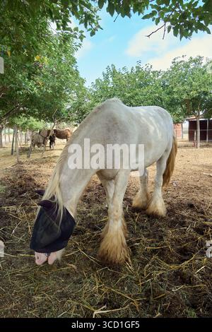 Montre un grand cheval de trait, probablement un Clydesdale ou un Shire, se nourrissant dans un corral. Vêtu de son masque à mouche caractéristique, l'animal pèse sous le trône Banque D'Images