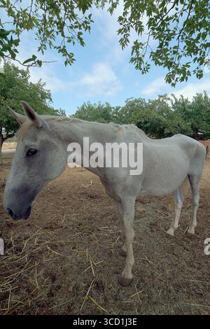 Cheval de ferme recouvert de blanc dans un cadre naturel en plein air. L'image capture la sérénité et la vie animale dans la nature. Banque D'Images