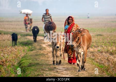 Bogura, Bangladesh - 12 décembre 2017 : la vue d'une femme dans un sari vibrant conduit le bétail le long d'un chemin, avec d'autres qui suivent à travers les vastes champs baignés de soleil. Banque D'Images