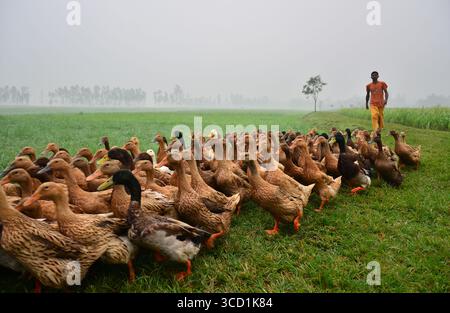 Bogura, Bangladesh - 23 octobre 2017 : vue d'un troupeau vibrant de canards se dandageant à travers les pâturages verdoyants, guidés par une figure solitaire contre un horizon brumeux. Banque D'Images
