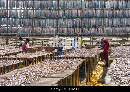 Bogura, Bangladesh - 23 janvier 2019 : vue de poissons séchés disposés sur des étagères en bois sous le soleil, avec des ouvriers s'occupant de la récolte, créant un paysage texturé de lumière et d'ombre. Banque D'Images