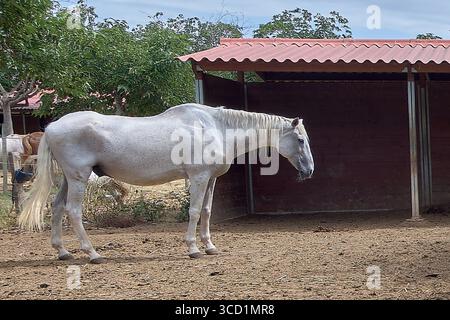Un majestueux cheval blanc du comté, avec sa longue crinière et sa queue et ses pattes à plumes caractéristiques, pèle dans un corral de terre, profitant de l'ombre. Banque D'Images